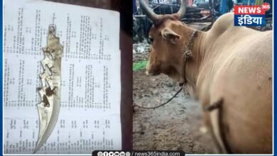 Knife Stabbed Into Pregnant Cow Stomach