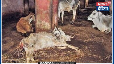 30 cows died in Balodabazar: