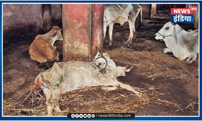 30 cows died in Balodabazar: