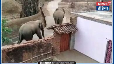 Elephant Attack