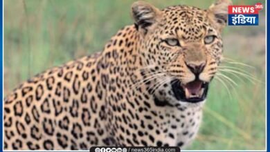 Fear of leopard in Dhamtari News