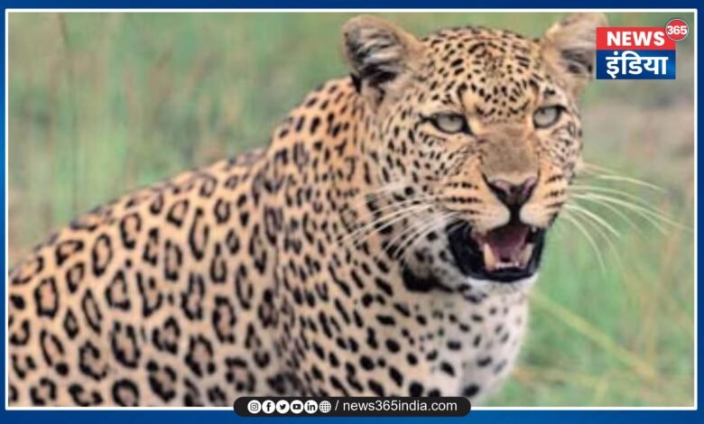 Fear of leopard in Dhamtari News