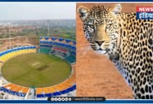 Leopard in Cricket StadiumLeopard in Cricket Stadium