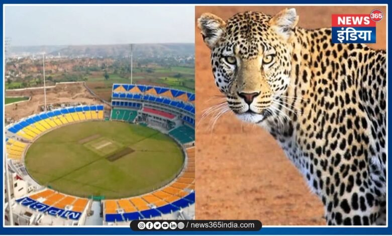 Leopard in Cricket StadiumLeopard in Cricket Stadium